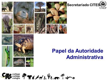 1 Papel da Autoridade Administrativa Secretariado CITES.