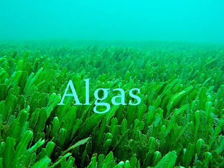 Algas Algas.