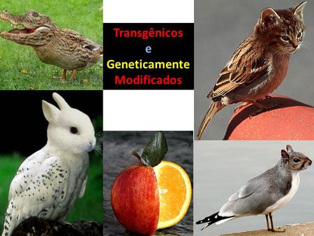 Transgênicos e Geneticamente Modificados.