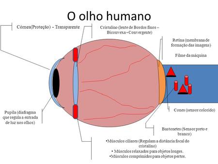 O olho humano Córnea(Proteção) - Transparente