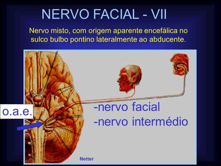 NERVO FACIAL - VII nervo facial o.a.e. nervo intermédio