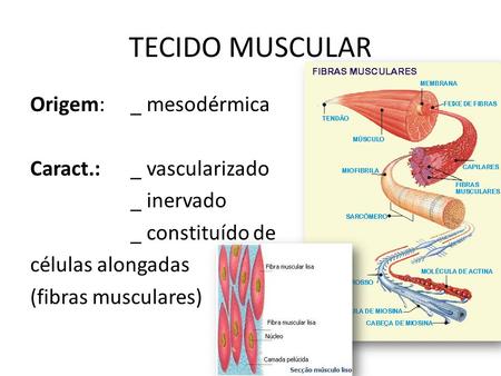 TECIDO MUSCULAR Origem: _ mesodérmica Caract.: _ vascularizado _ inervado _ constituído de células alongadas (fibras musculares)