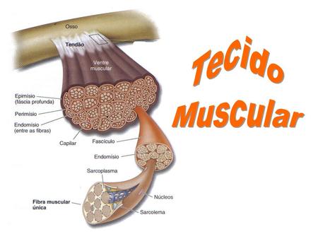 Tecido Muscular.