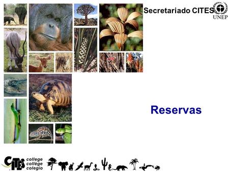 1 Reservas Secretariado CITES. 2 Reservas Qualquer Parte pode colocar uma reserva especifica relativamente a: –Qualquer espécie listada no Anexo I ou.