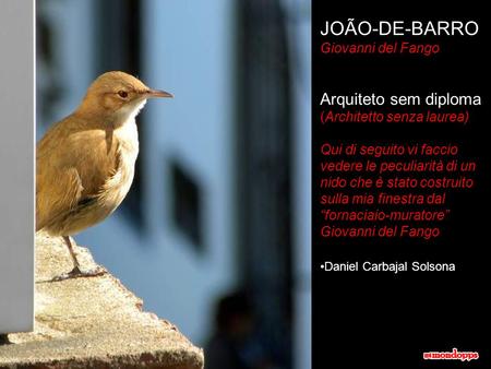 JOÃO-DE-BARRO Giovanni del Fango Arquiteto sem diploma (Architetto senza laurea) Qui di seguito vi faccio vedere le peculiarità di un nido che è stato.