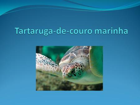 Tartaruga-de-couro marinha