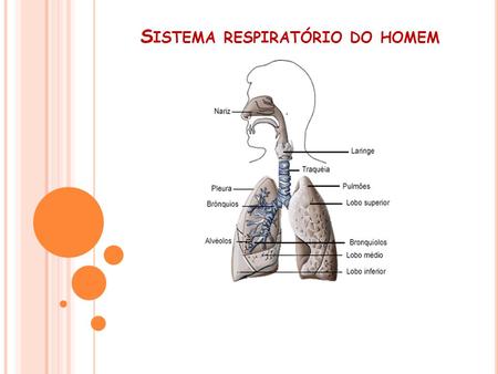 Sistema respiratório do homem