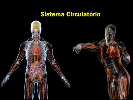 Sistema Circulatório.