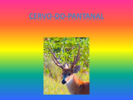 Cervo-do-pantanal.