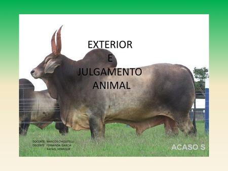EXTERIOR E JULGAMENTO ANIMAL DOCENTE: MARCOS CHIQUITELLI