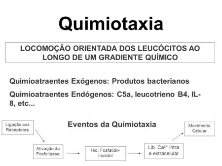 Quimiotaxia LOCOMOÇÃO ORIENTADA DOS LEUCÓCITOS AO LONGO DE UM GRADIENTE QUÍMICO Quimioatraentes Exógenos: Produtos bacterianos Quimioatraentes Endógenos:
