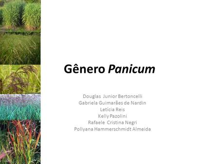 Gênero Panicum Douglas Junior Bertoncelli Gabriela Guimarães de Nardin