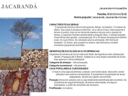 JACARANDÁ Jacaranda mimosaefolia Família: BIGNONIACEAE