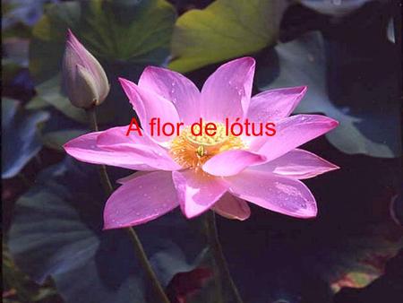 A flor de lótus.