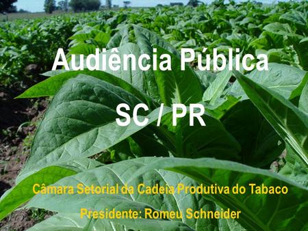 Câmara Setorial da Cadeia Produtiva do Tabaco Presidente: Romeu Schneider Audiência Pública SC / PR.