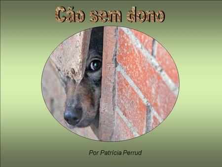 Cão sem dono Por Patrícia Perrud.