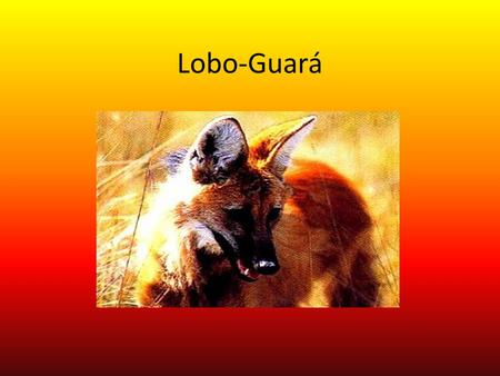 Lobo-Guará.