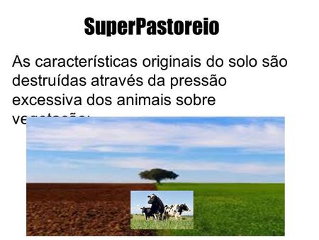 SuperPastoreio As características originais do solo são destruídas através da pressão excessiva dos animais sobre vegetação;