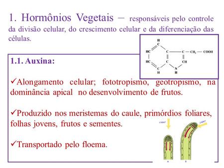 1. Hormônios Vegetais – responsáveis pelo controle da divisão celular, do crescimento celular e da diferenciação das células. 1.1. Auxina: Alongamento.