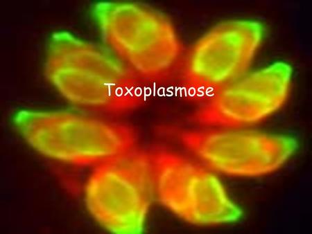 Toxoplasmose.