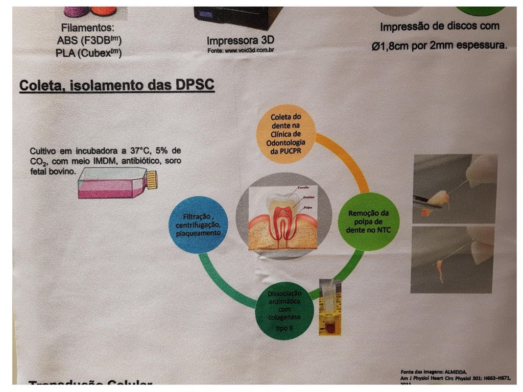 Tecnologia Do Cultivo De C Lulas Animais Ppt Carregar