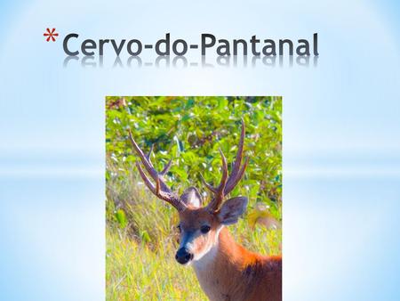 Cervo-do-Pantanal.