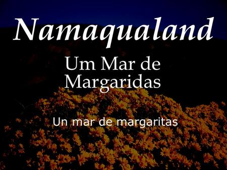 Namaqualand Um Mar de Margaridas Un mar de margaritas.