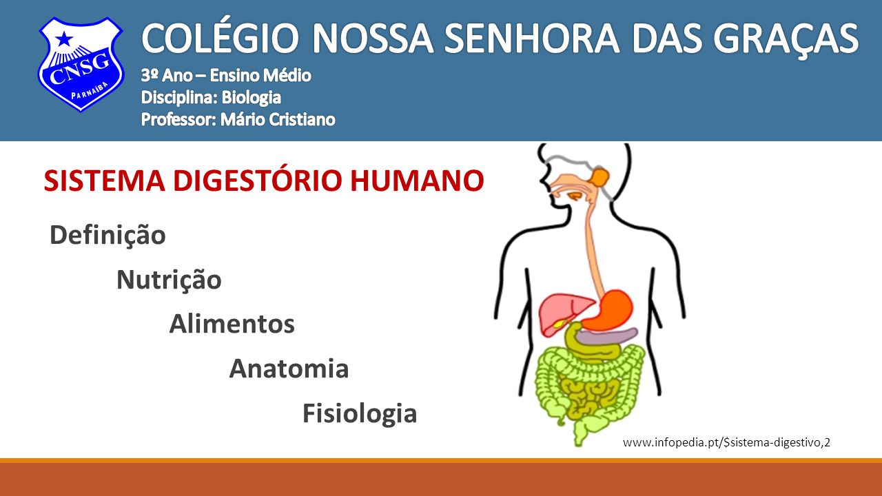 Definição da anatomia humana