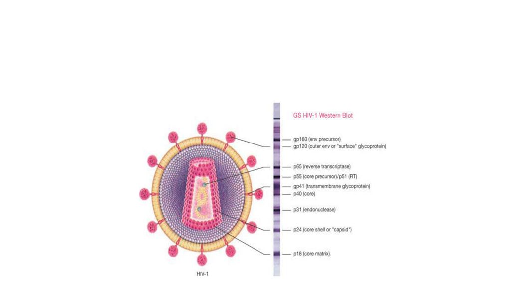 Rotina Diagn Stico De Hiv Ppt Carregar