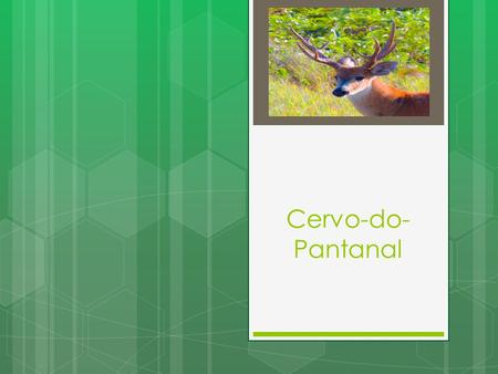 Cervo-do-Pantanal.