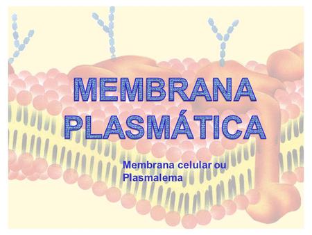 MEMBRANA PLASMÁTICA Membrana celular ou Plasmalema.