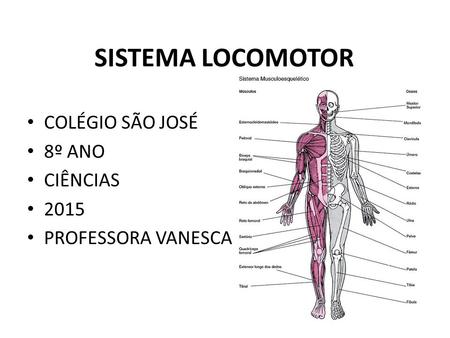 SISTEMA LOCOMOTOR COLÉGIO SÃO JOSÉ 8º ANO CIÊNCIAS 2015