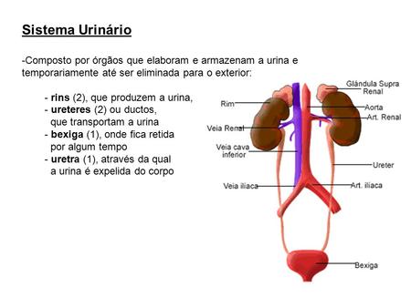 Sistema Urinário Composto por órgãos que elaboram e armazenam a urina e temporariamente até ser eliminada para o exterior: - rins (2), que produzem a urina,