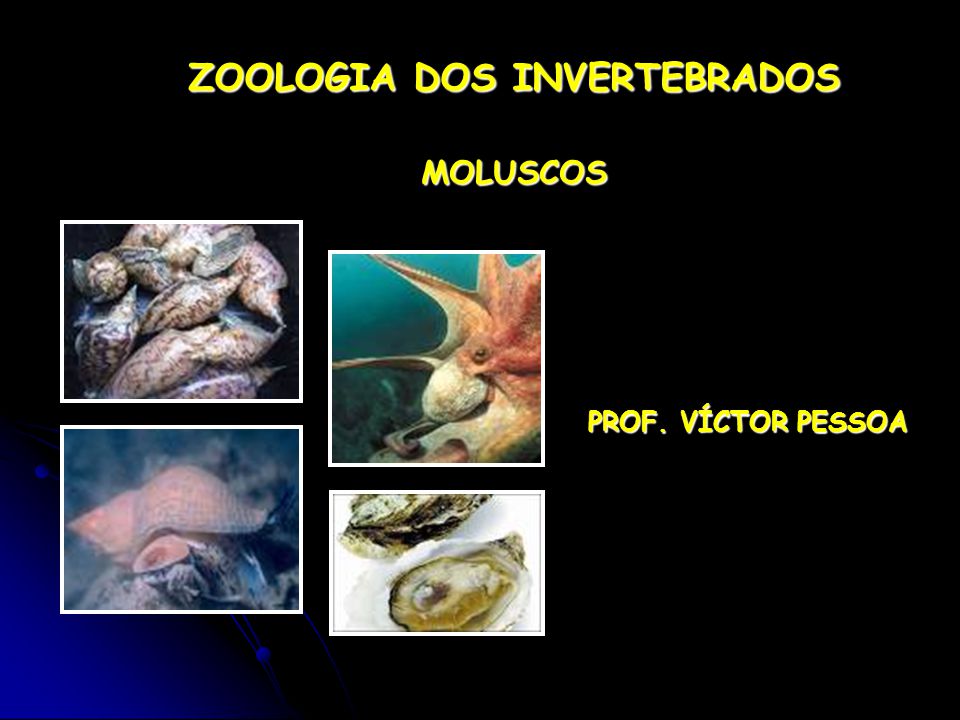 Zoologia invertebrados
