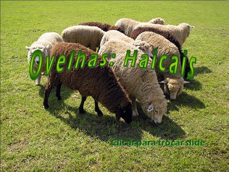 Clicar para trocar slide grama crescida ovelhas pastam sem medo tapete verde Denise Severgnini.