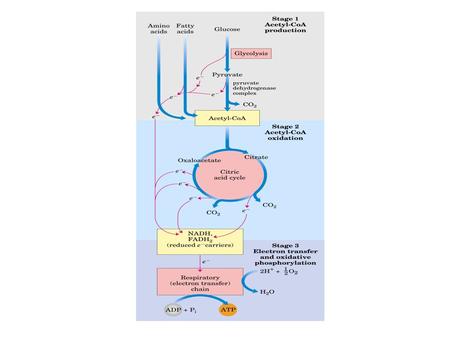 Glicogênio Estrutura / Localização Reserva de glicose para atividade muscular persistente Músculo esquelético Fígado [Glicose] no sangue levam à.