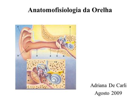 Anatomofisiologia da Orelha