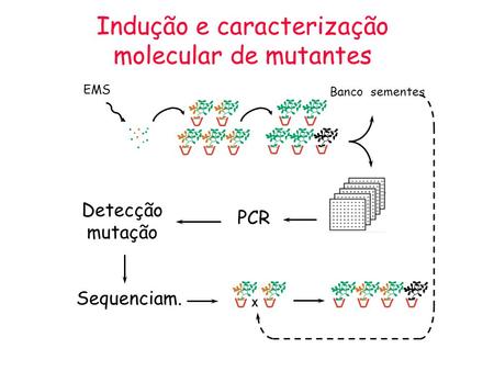 Indução e caracterização molecular de mutantes
