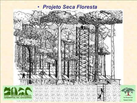 Projeto Seca Floresta.