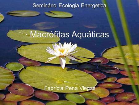 Seminário Ecologia Energética Macrófitas Aquáticas
