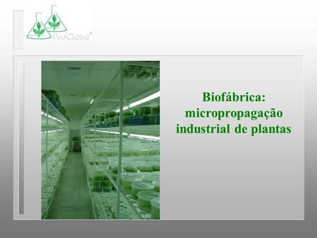 Biofábrica: micropropagação