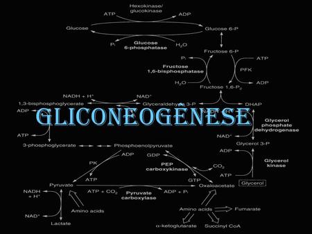 Gliconeogênese.