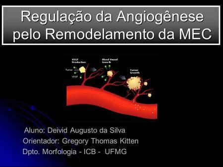 Regulação da Angiogênese pelo Remodelamento da MEC