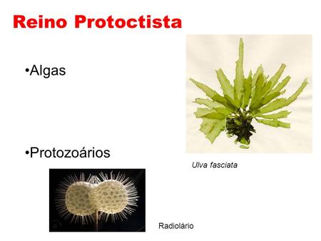 Reino Protoctista Algas Protozoários Ulva fasciata Radiolário.