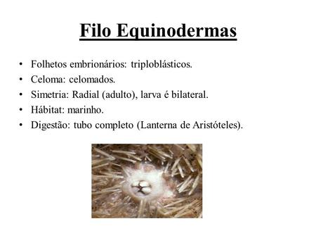 Filo Equinodermas Folhetos embrionários: triploblásticos.