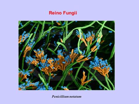 Reino Fungii Penicillium notatum.