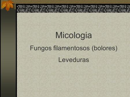 Fungos filamentosos (bolores)