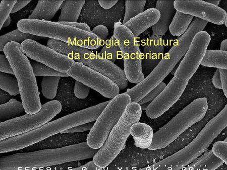 Morfologia e Estrutura da célula Bacteriana