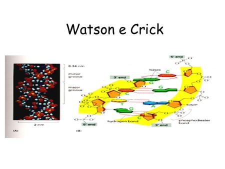 Watson e Crick.