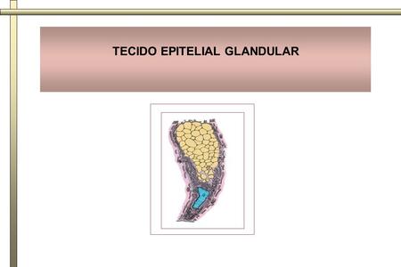 TECIDO EPITELIAL GLANDULAR